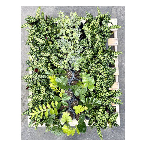 6 MIX Trays of House Plants per pallet, 10ct/tray