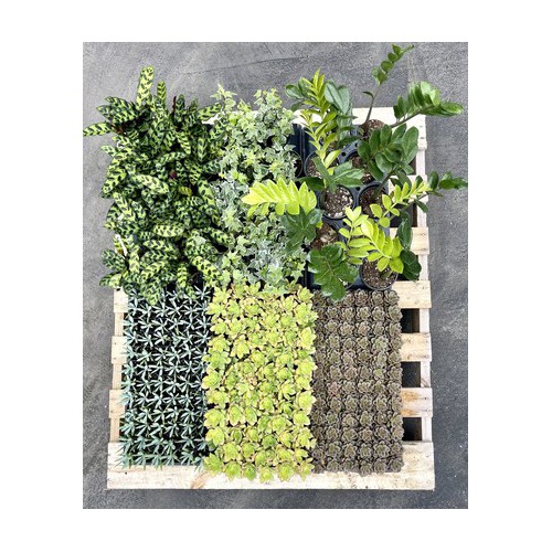 3 MIX Trays of Succulents, 72ct & 3 MIX Trays of House Plants, 10ct